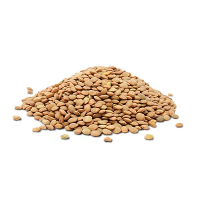 Lentil