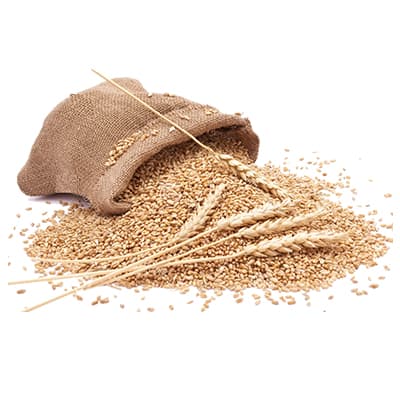 Wheat